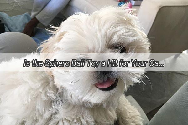 Is the Sphero Ball Toy a Hit for Your Canine Companions A FunFilled Guide